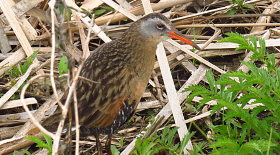 Virginia Rail among vegetation