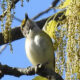 White-eyed Vireo Among the 66 Bird Species Seen at Broad Run