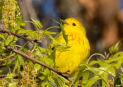 Yellow Warbler perched on branch
