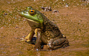 American Bullfrog