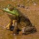 Amphibian Awareness Week: Green Frog and American Bullfrog