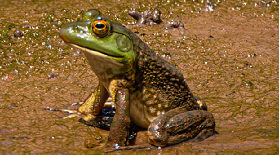 American Bullfrog