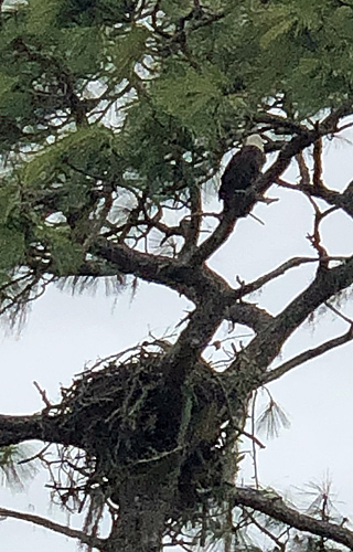 Bald Eagle above nest