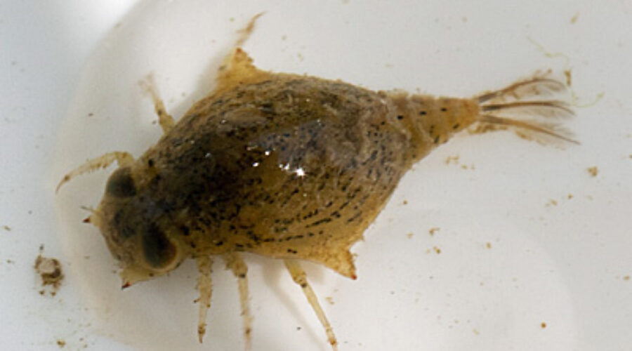 armored mayfly
