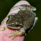 Amphibian Awareness Week: Wood Frog and Spring Peeper