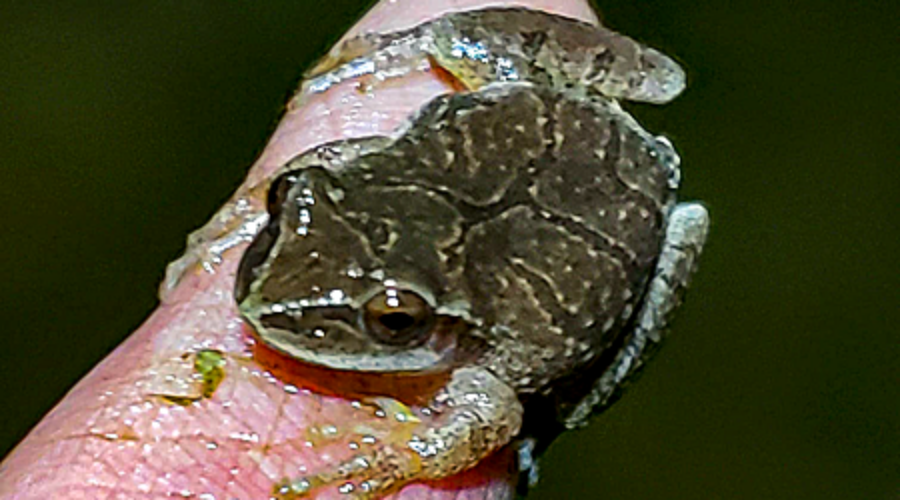 Spring Peeper on finger tip