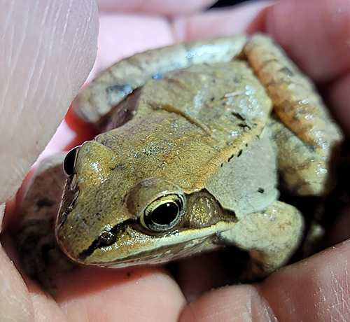 Wood Frog in hand