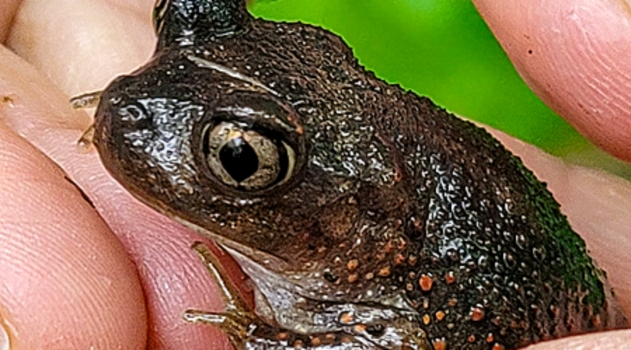 Eastern Spadefoot