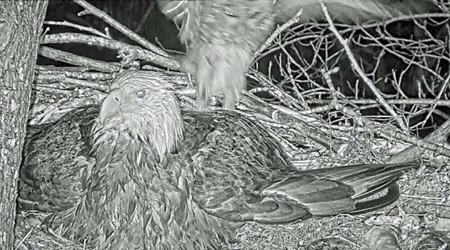 Barred Owl at nest on Eagle Cam