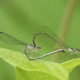 Mating Dragonflies Seen on Odonata Walk at Bles Park