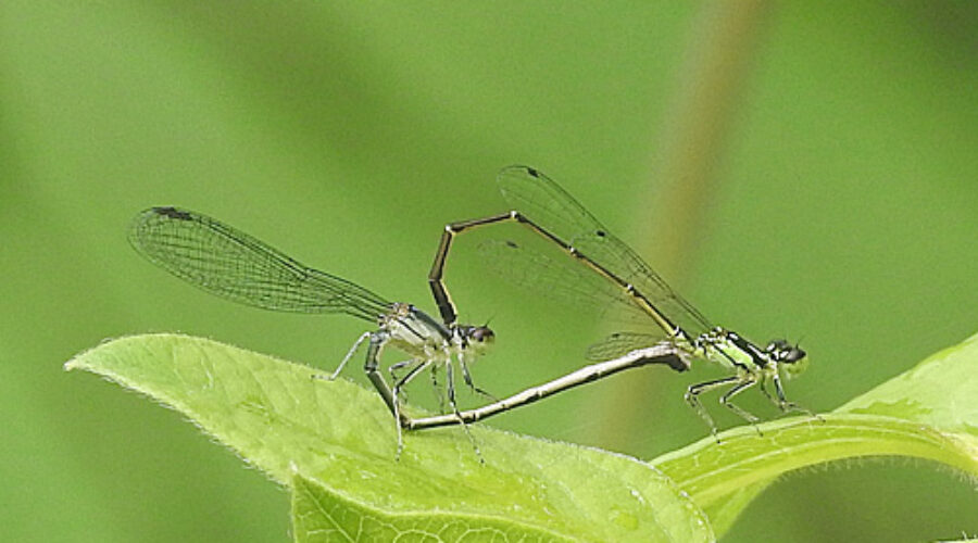 Fragile Forktail damselflies
