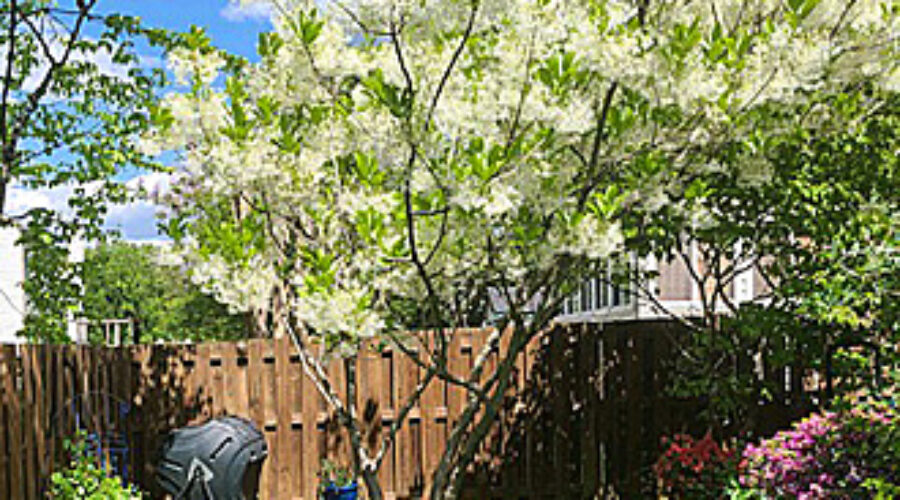 Fringe tree