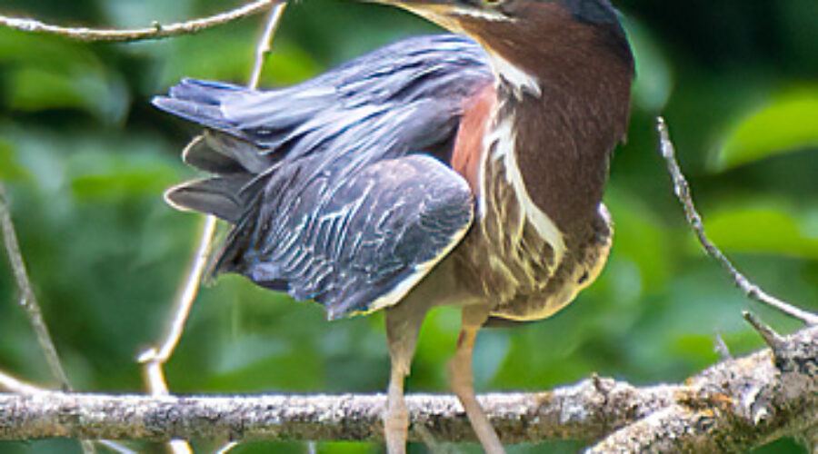 Green Heron