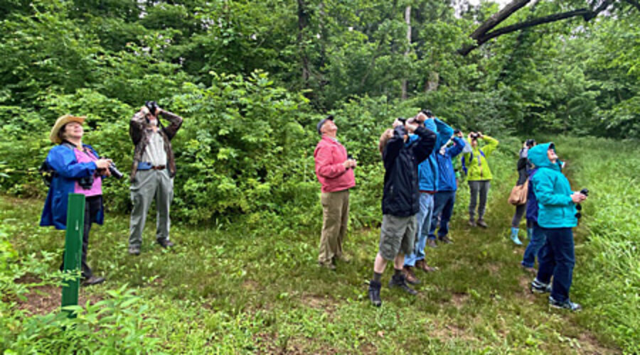 Looking at the Northern Parula