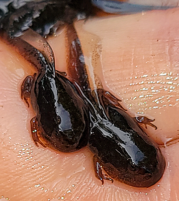 two Eastern Spadefoot tadpoles
