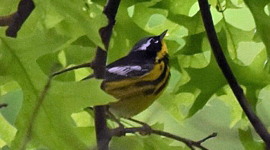 Magnolia Warbler