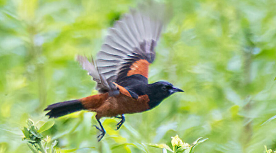 Orchard Oriole in flight