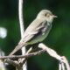 Blue Ridge Center Bird Walk Finds 56 Species