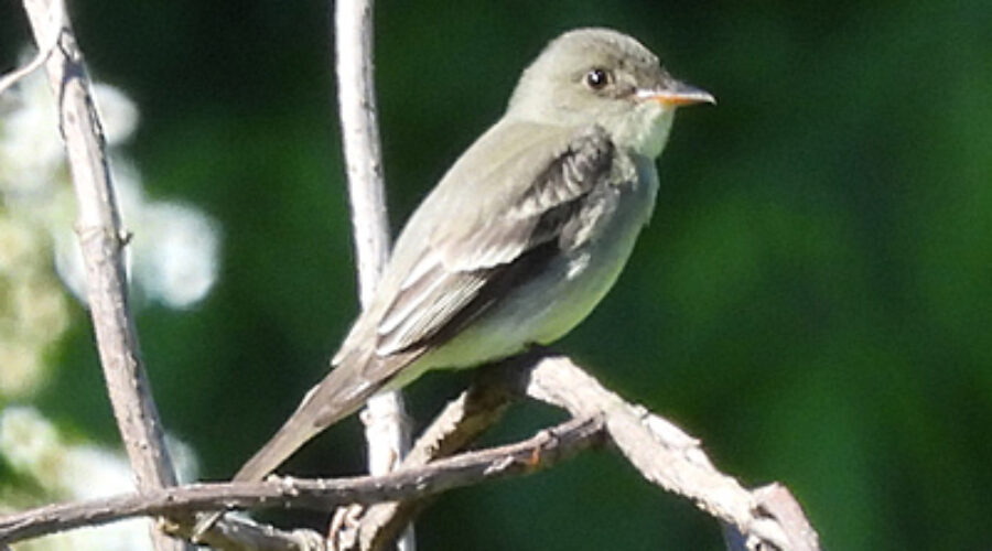 Traill's Flycatcher