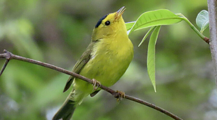 Wilson's Warbler