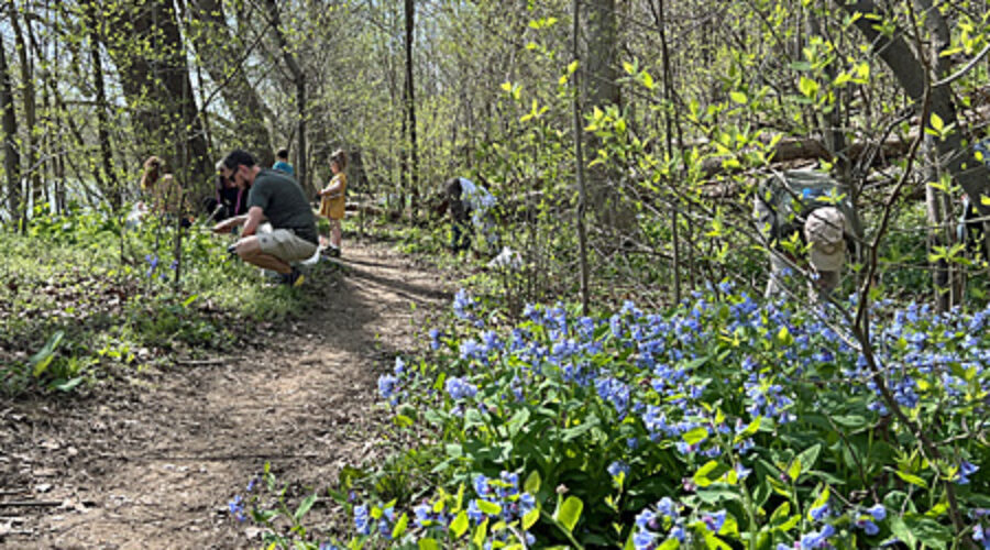 Garlic Mustard Pull