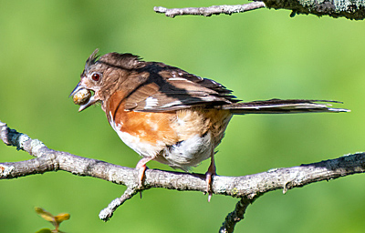 Eastern Towhee with berry