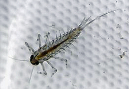 Newly molted mayfly