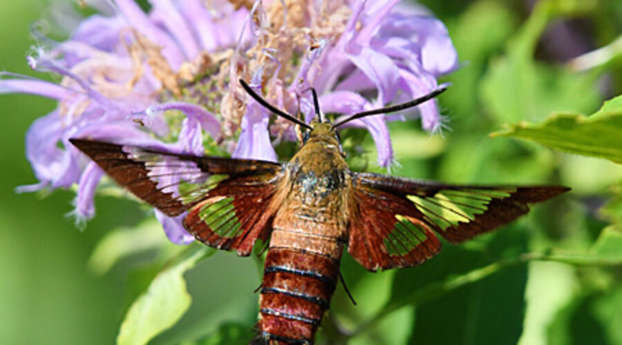 Hummingbird Moth nectaring