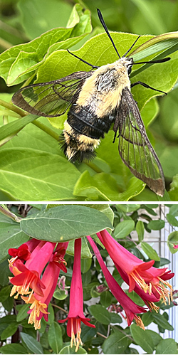 Snowberry Clearwing and Honeysuckle