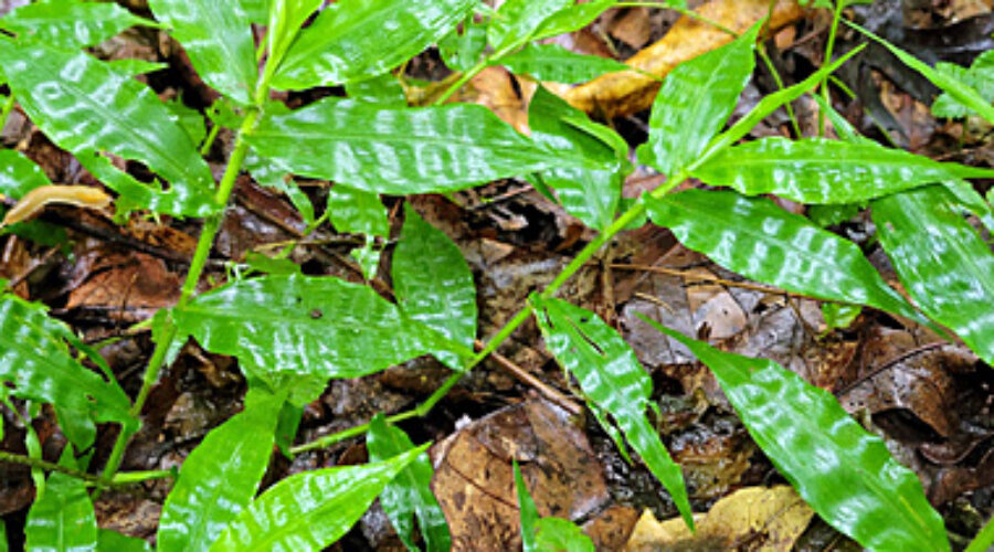 Wavyleaf Basketgrass