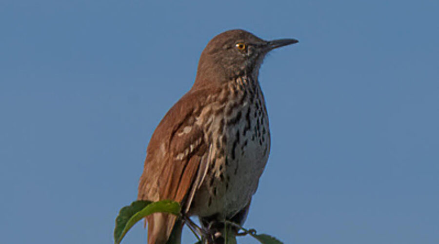 Brown Thrasher