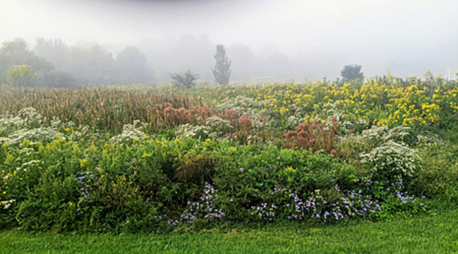 Fog over the wildflowers