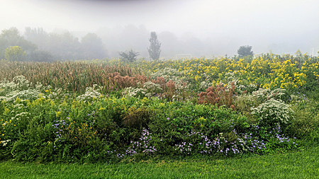 Fog over the wildflowers