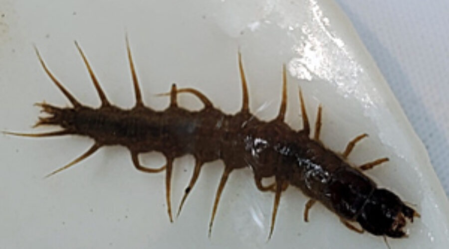 A fishfly larvae