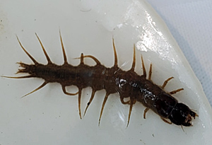 A fishfly larvae