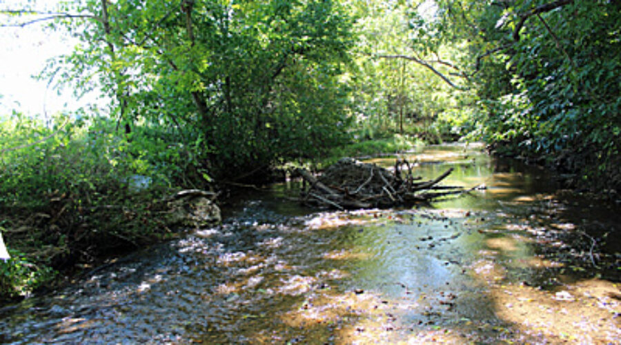 Limestone Branch Tributary Site