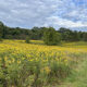 Goldenrod Provides a Beautiful Backdrop for Birds at Blue Ridge Center