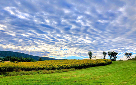 Field of goldenrod under cloudy sky