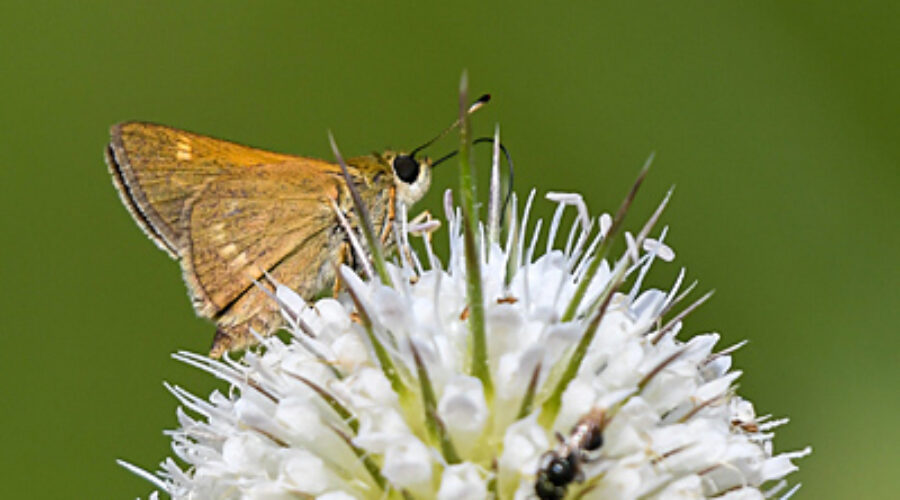 Crossline Skipper