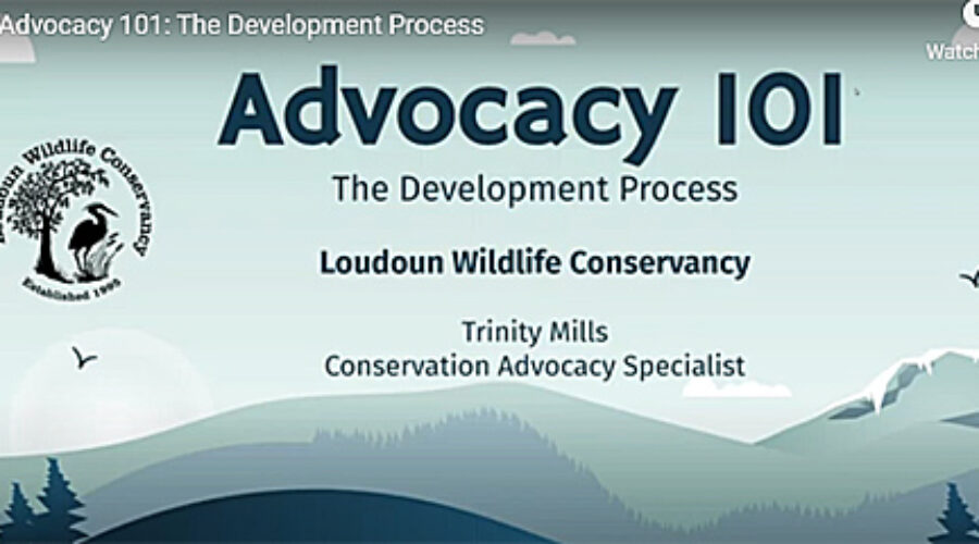 The Development Process slide