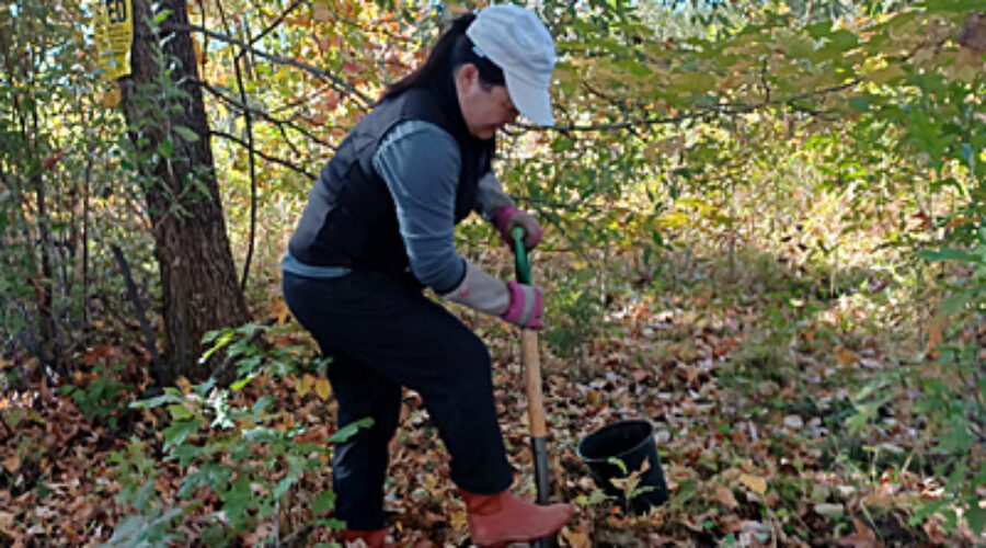 Digging up a small tree