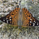 An Overview of Butterflies in Virginia