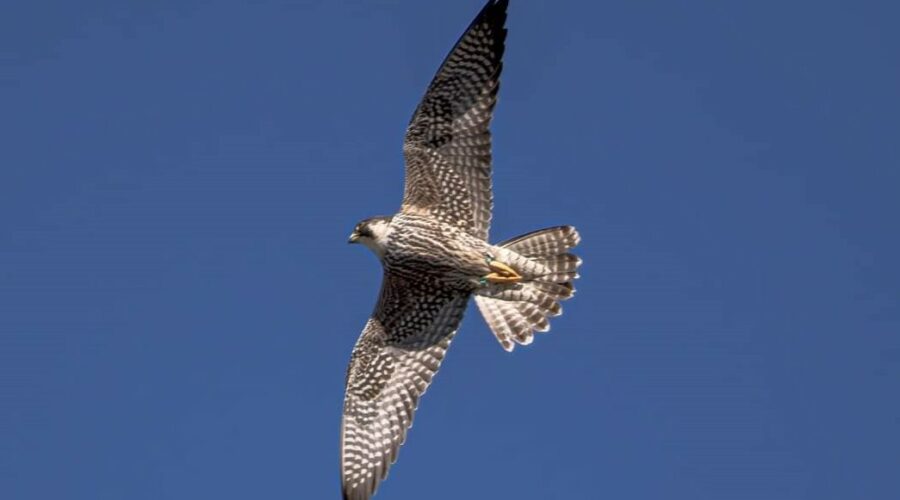 Peregrine Falcon in flight