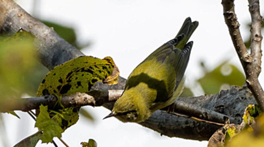 Tennessee Warbler