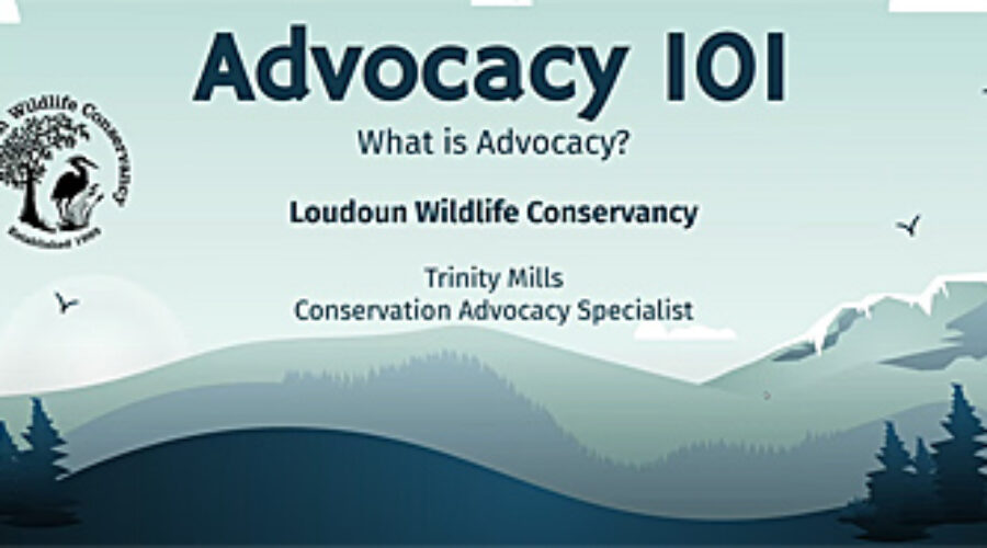 What is Advocacy presentation