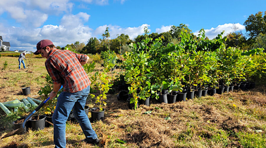 Planting trees at Willowsford