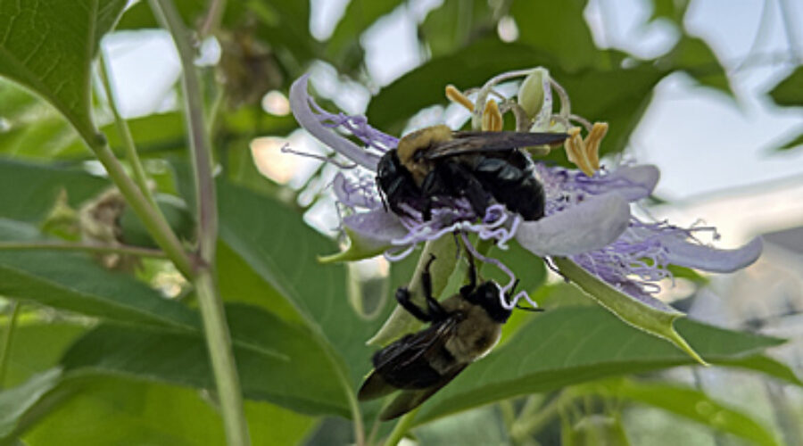 Bees on purple passionflower