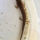Stream Monitors at Sweet Run Find Salamanders Among the Macros