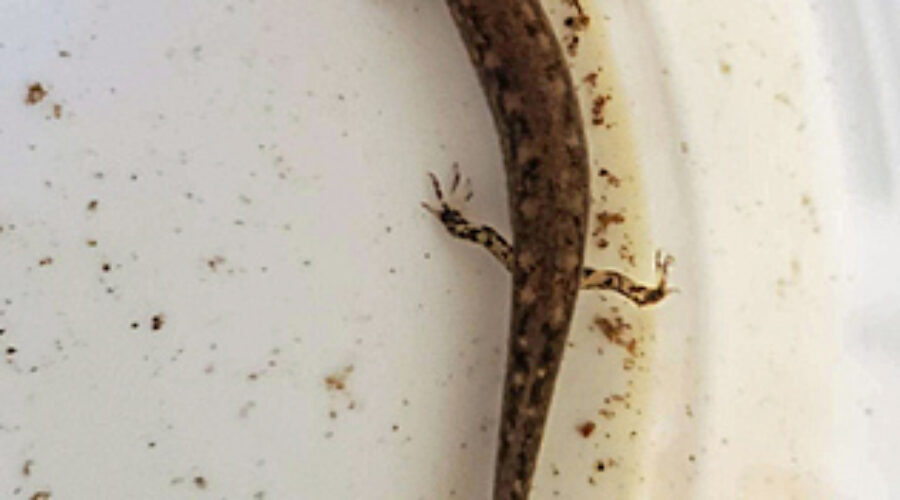 Larval Northern Two-lined Salamander