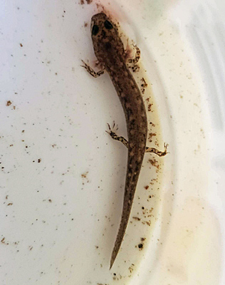 Larval Northern Two-lined Salamander